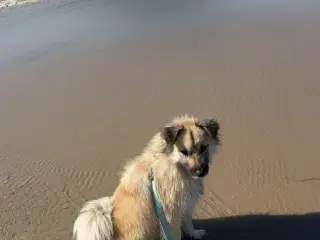 Islandsk fårehund 