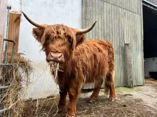Højlandskvæg Highlander kvie rød Kæle-ko