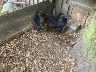 Ayam Cemani kyllinger