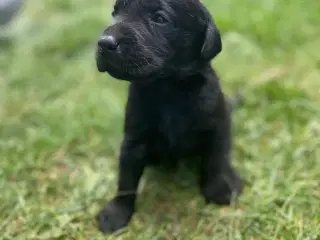 Labradorhvalpe