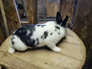 Fine hunkaniner sælges