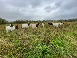 Geder til naturpleje