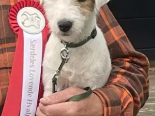 Jack russel terriere 