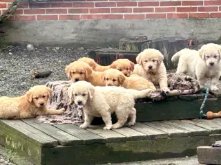 Golden Retriever 