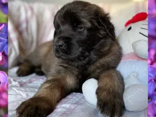 Leonberger hvalpe m. DKK stamtavle