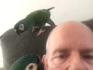 Rødrykket dværgara 