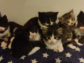 Kattekillinger 