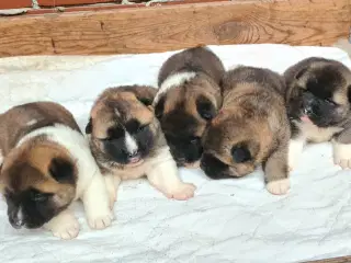 5 smukke American Akita hundehvalpe 