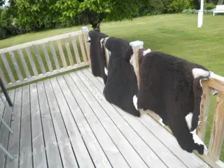 Lammeskind Zwartbles 