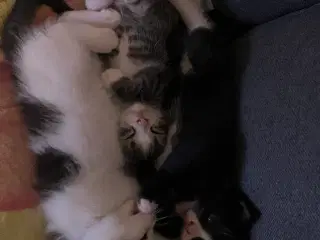Kattekillinger 