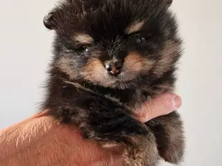 Pomeranian  5 uger Black an tan 