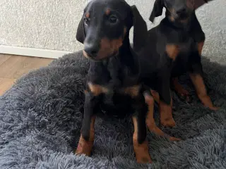 Doberman smukke hvalpe