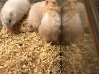 Guldhamster