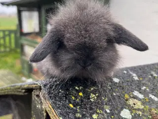 Kanin unger. Minilop 