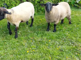 Suffolk gimmer sælges