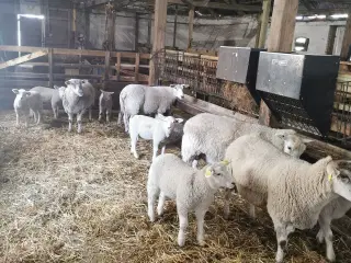 Texel får med 2 lam