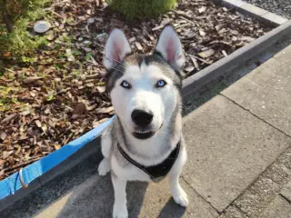 Siberian husky 18 mdr.