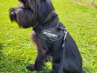 Mellem schnauzer sort 