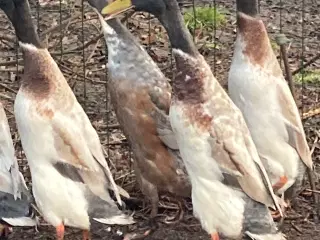 5 han løbeænder til sælge