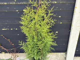 Billige Thuja Brabant hækplanter 120/130cm