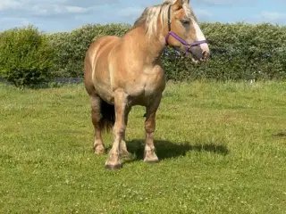 Perfekt kone/handikap hest