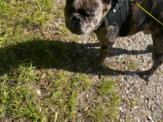 Fransk bulldog 