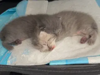 British shorthair/Scottish fold killinger til salg