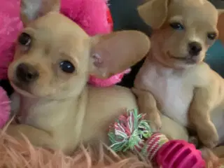 Chihuahua bl.a. hvalpe