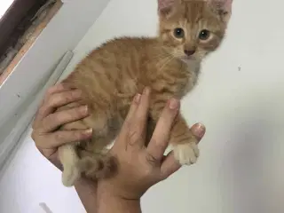 Kattekilling 