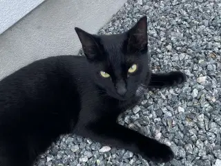 To katte søger nyt hjem