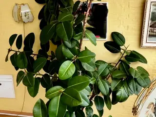 Gummitræ (Ficus Elastica)
