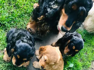 Engelsk Cocker spaniel