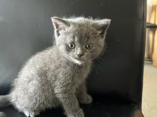 British shorthair killinger sælges