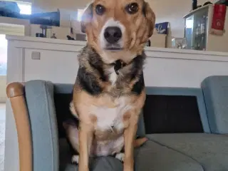 Søger kærligt blivende hjem