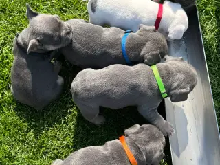 Fransk bulldog hvalpe