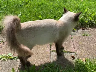 Ragdoll hunkat 