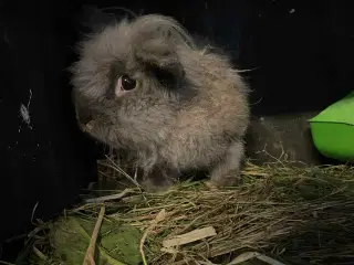 Sød hankanin søger nyt hjem 