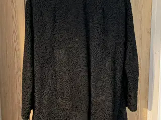 Persianerpels sælges!