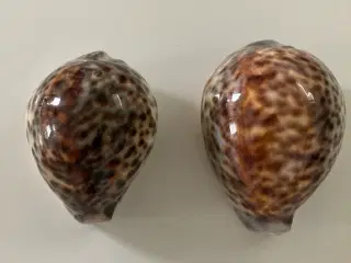 2 konkylier