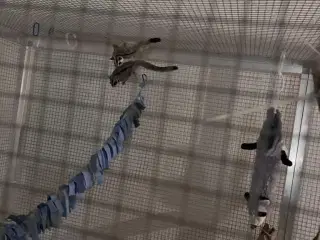 Sugargliders