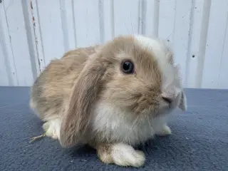 Dværgvædder/Mini lop hunkanin