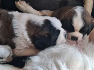 Sankt bernhard valpe 