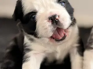 Nala søger et nyt hjem. 