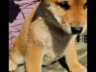 Shiba hvalpe på 10 uger