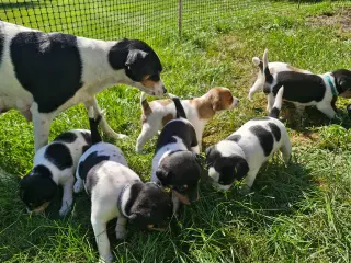 Dansk Svensk gårdhunde Hvalpe