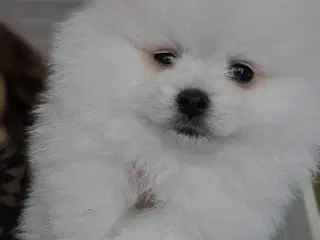 Sød hvid  Pomeranian hvalp søger kærlig hjem :)