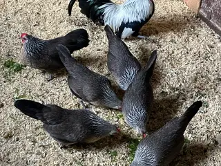 Mini dværghøns