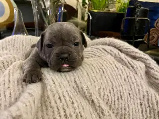 New english bulldog/ Fluffy Frenchie hvalpe