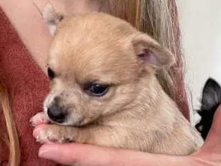Chihuahua tæve korthåret 