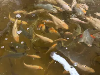 Koikarper (yngel op til 25cm)